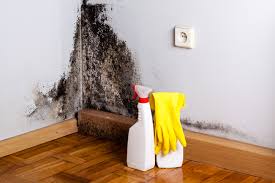 Best Environmental Consulting for Mold Prevention  in Spring Valley, MN